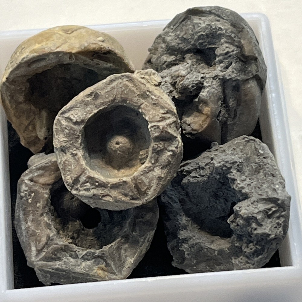 Crinoid Caps #9