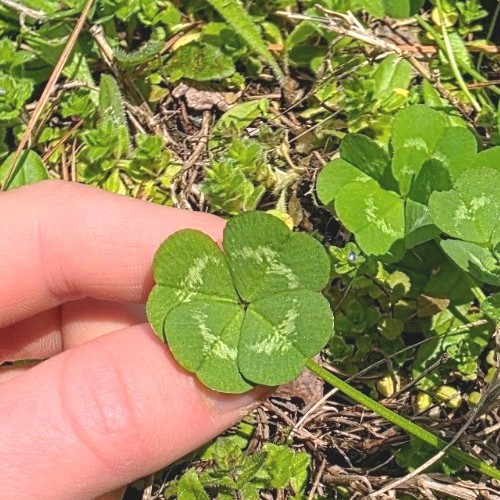 Rare Real 4 Leaf Clover 🍀 Hand Picked