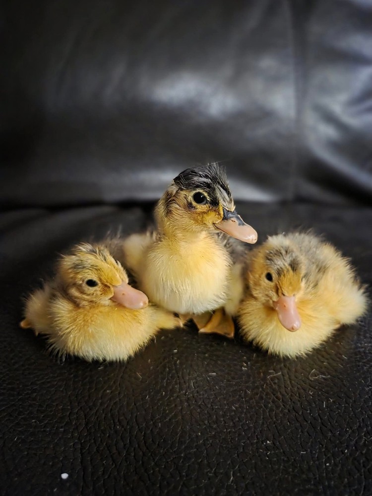 6+ Eggs Indian Runner & Campbell fertilized duck eggs
