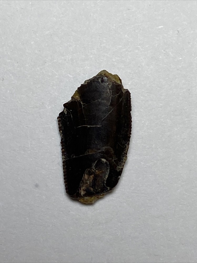 Theropod Raptor Tooth