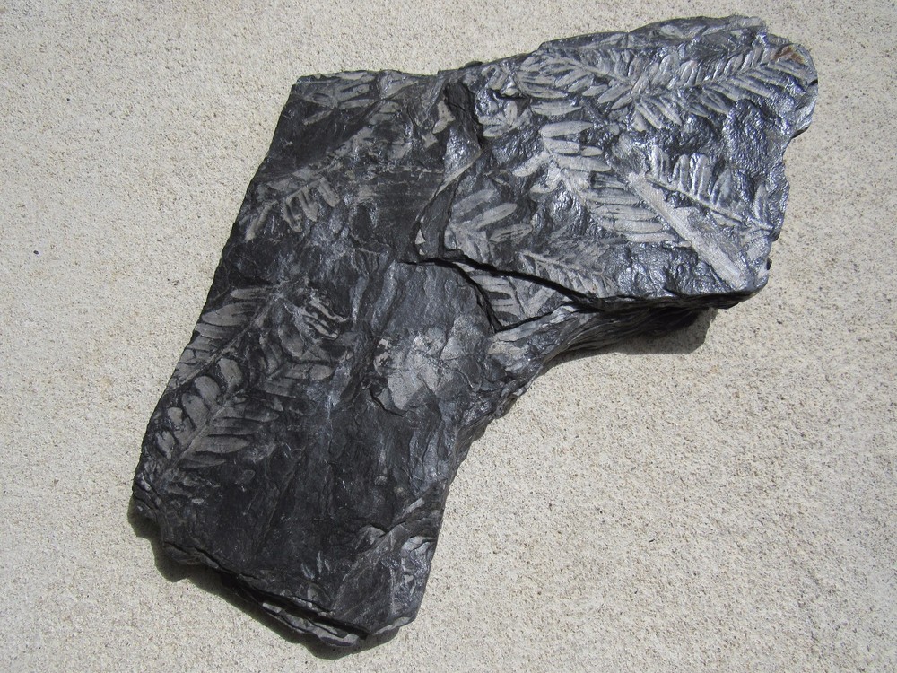 Museum quality fossil plant Beautiful, MEDIUM #4