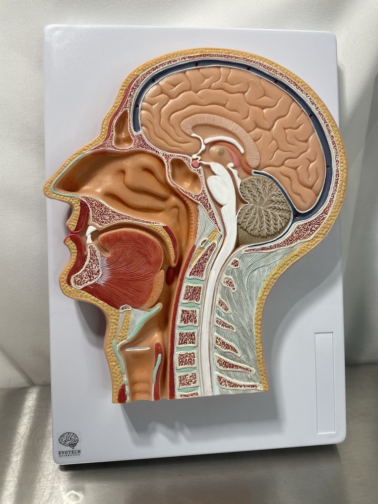 Evotech Scientific Human Relief Median Section Head Model