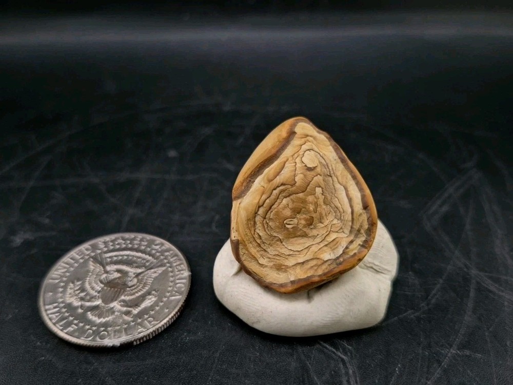 Fossil Seed Pod Pennsylvanian Epoch