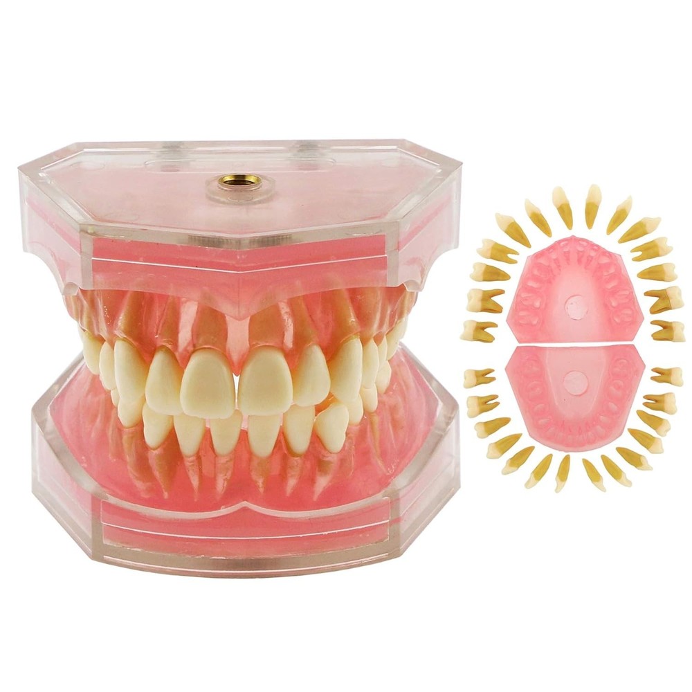 Silica Gel Dental Demonstration Model - Bendable Teeth