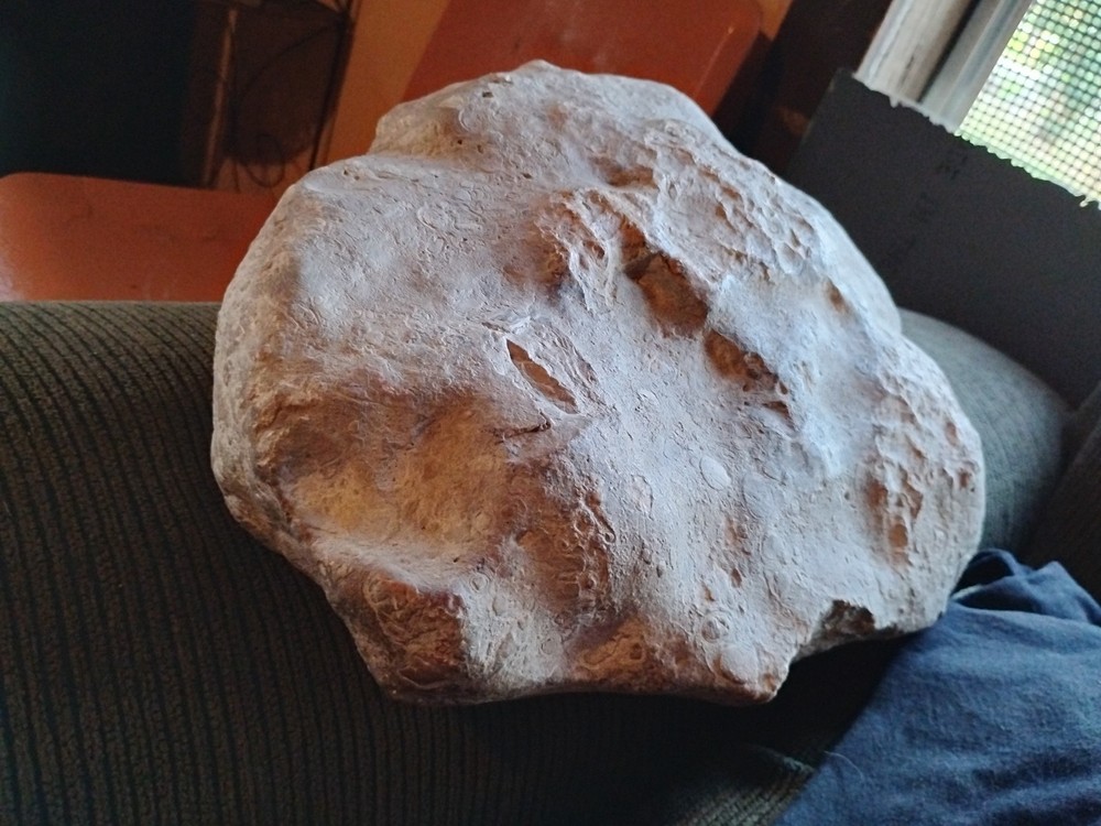 DEFINITELY A DINO BONE... DON'T KNOW WHICH ONE YET.. PLEASE HELP ME IDENTIFY IT.