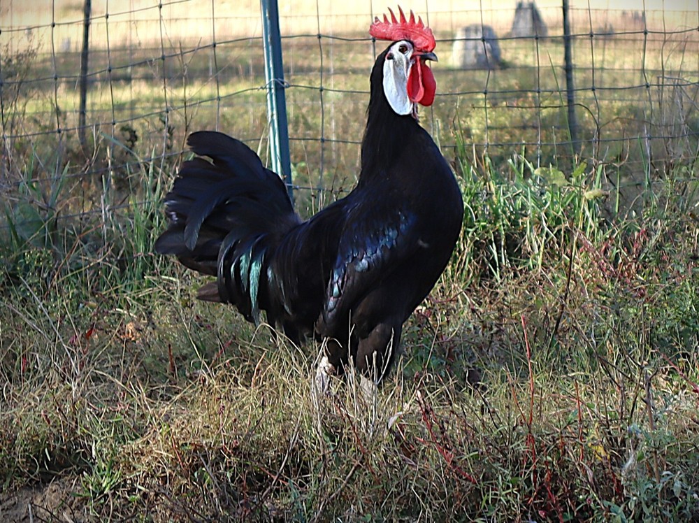 11+1 LF White Face Black Spanish Eggs Imported from Spain
