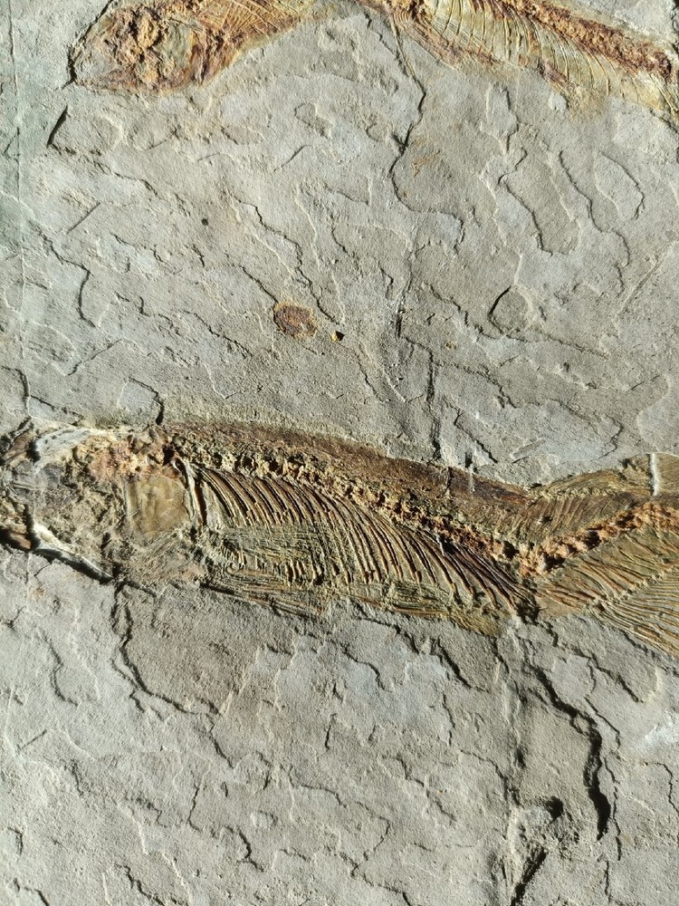 Unique and authentic fossilized fish like stone A036