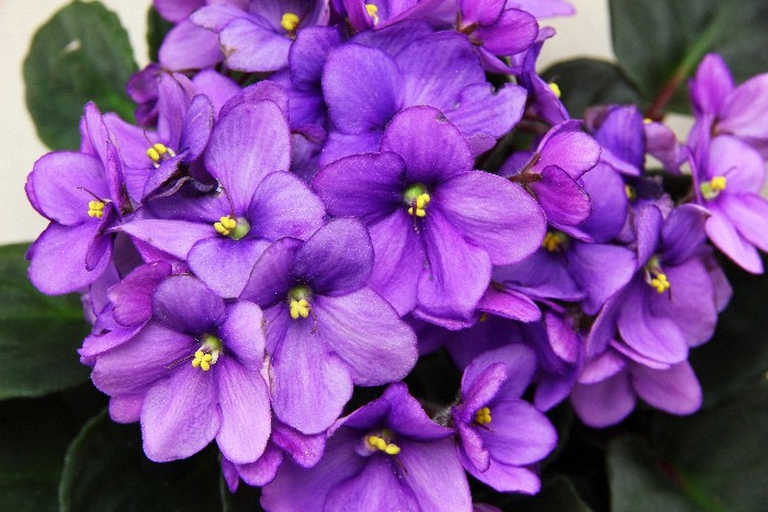4 oz Candle Scent Oil-VIOLET