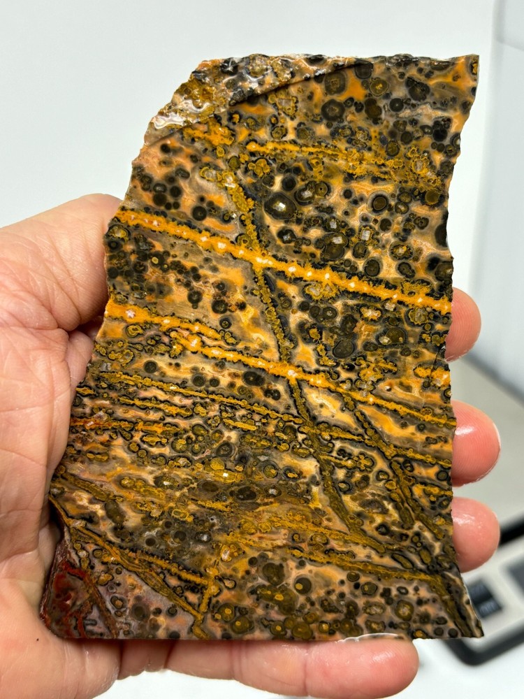 Orbicular Leopard Skin Jasper Slab Lapidary Cabbing Combo Ship Avail