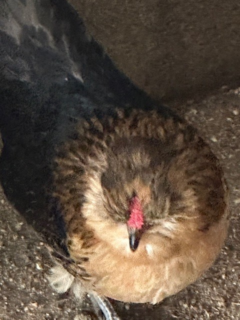 Barbu De Watermal Bantam 6 Plus Hatching Eggs