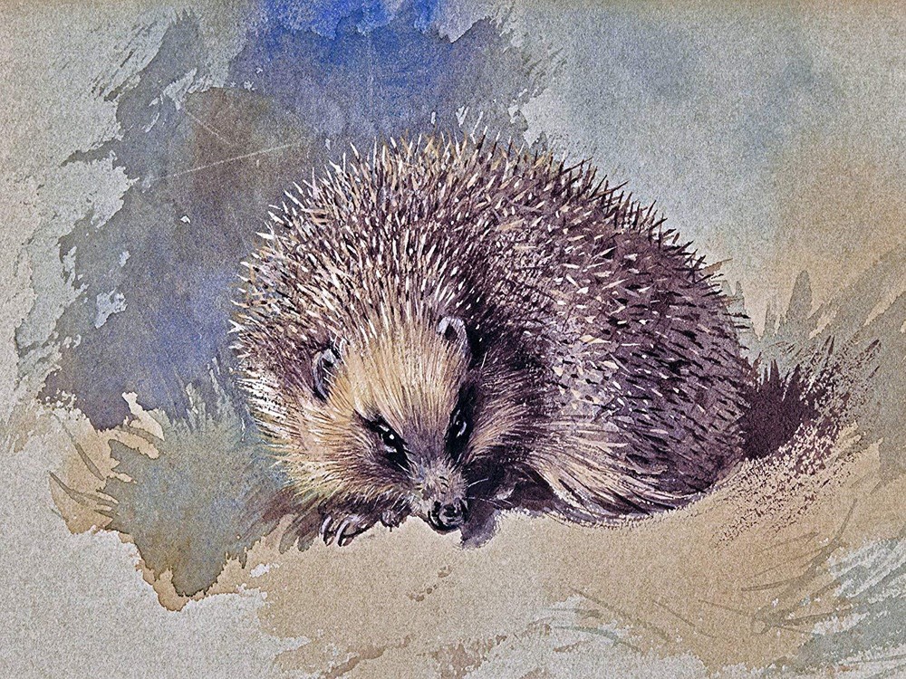 HEDGEHOG by A. Thorburn Accent Tile Mural Kitchen Wall Backsplash Ceramic 10x8