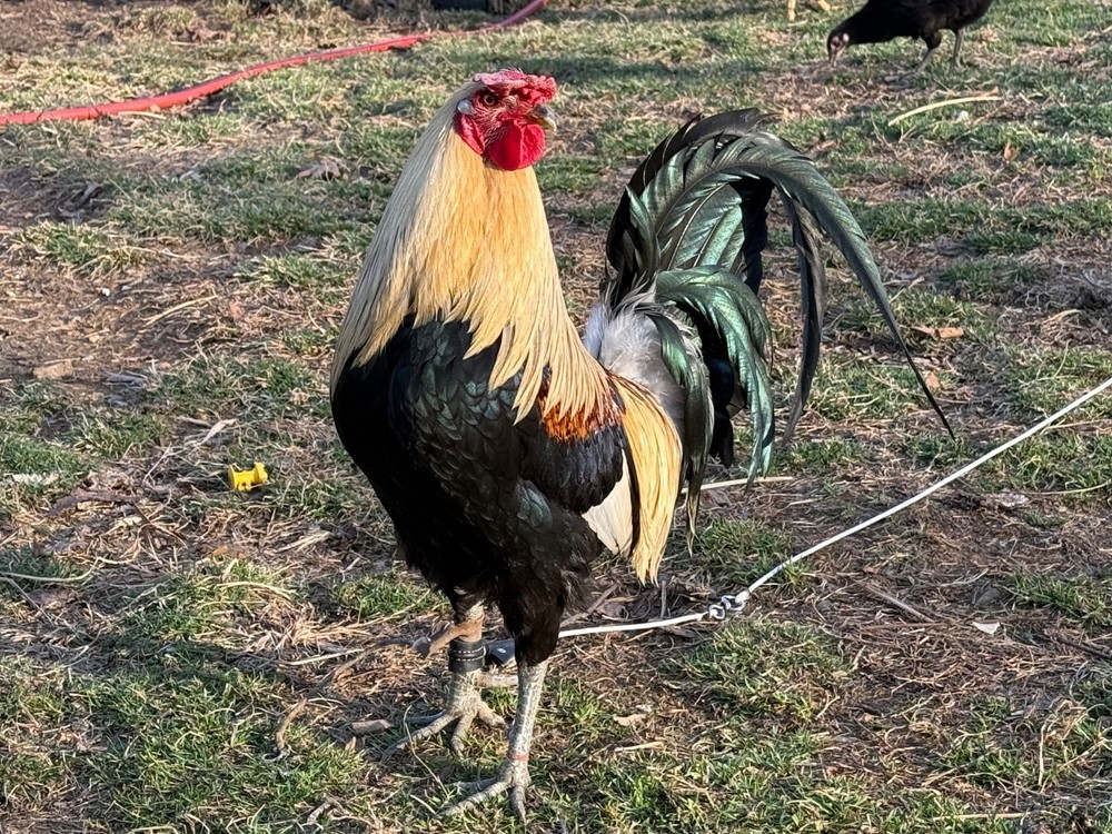 10+ Pure Harold Brown Grey Chicken Eggs