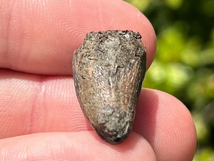 Fossil Crocodile Tooth Java Indonesia Croc Dinosaur Tooth Reptile Indonesian