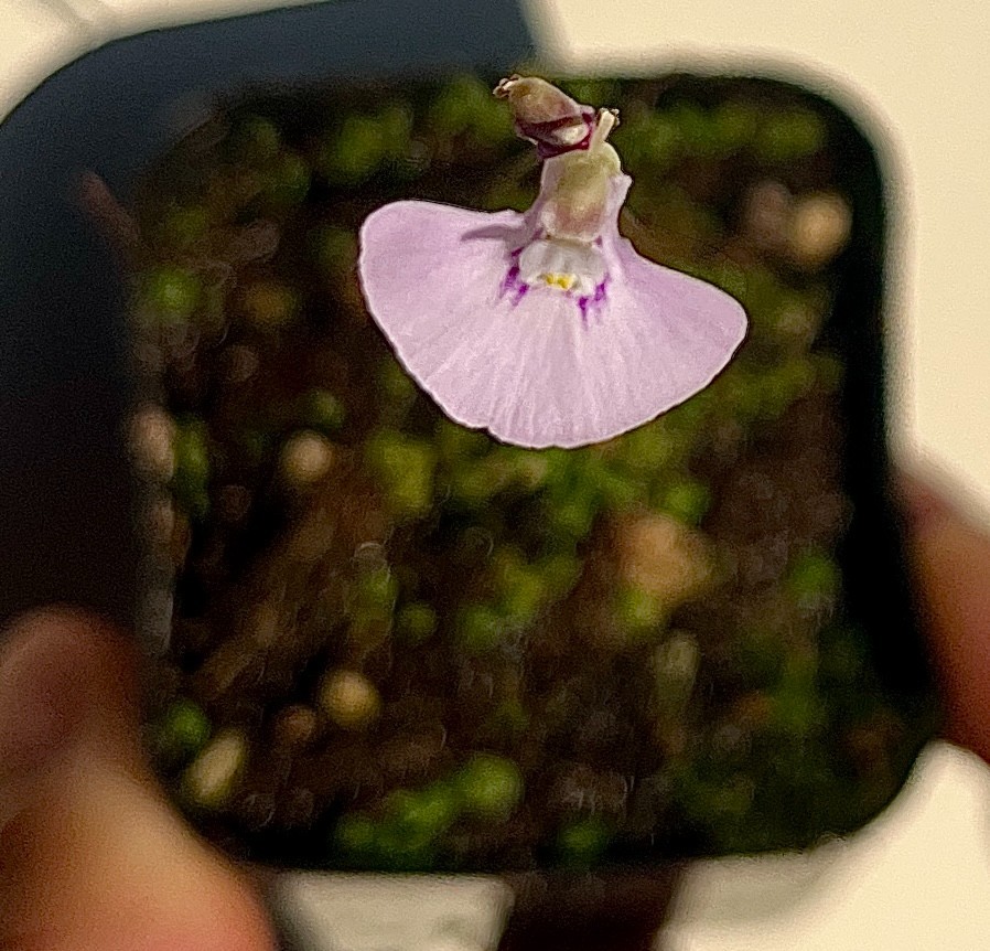 Utricularia uniflora BCP 1" plug