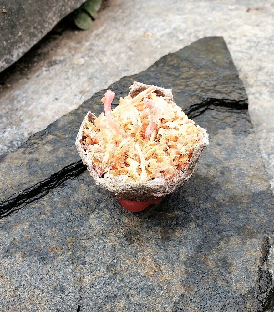 Fire Starter Egg [ 4/Pkg ]