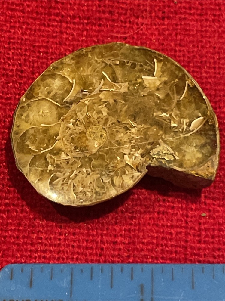 prehistoric Sea animals, Fossilized