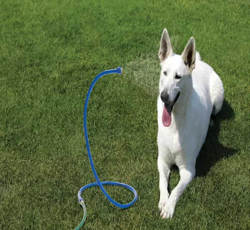 🔥 Orbit Single Head Flex Cobra, Free Shipping!