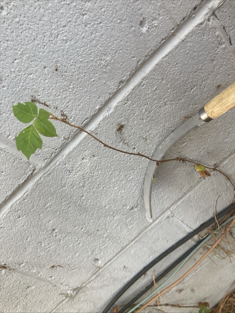 Wood Handle Mini Sickle – Compact Garden Vine & Weed Cutting Tool