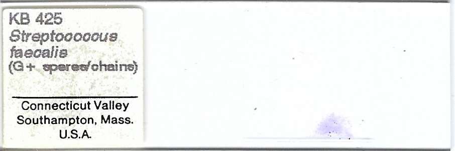 Streptococcus faecalis Microscope Slide