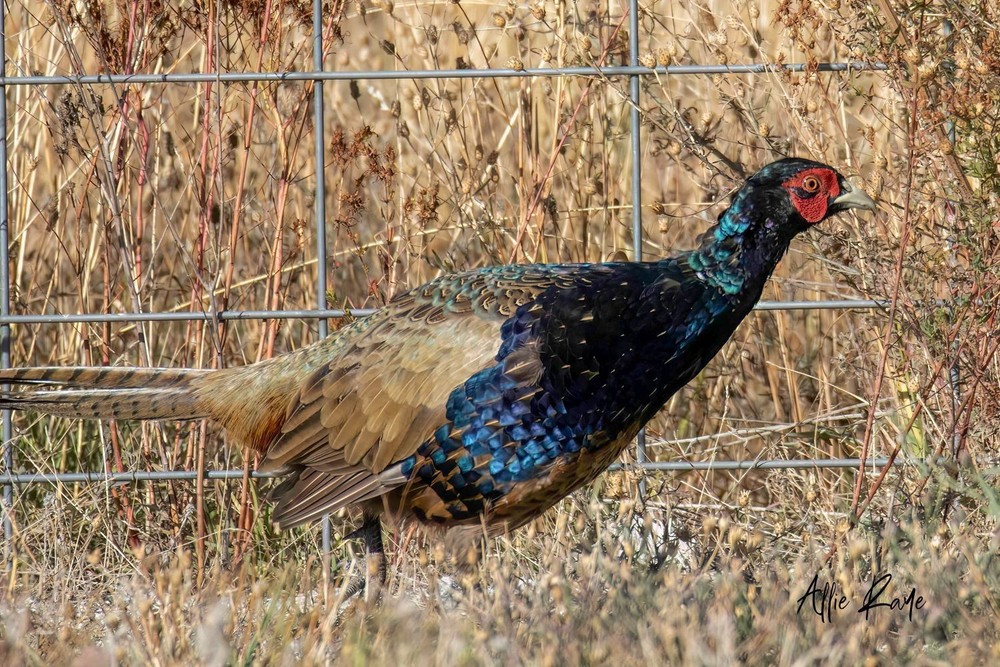 8 Green Variant Pheasant Hatching Eggs