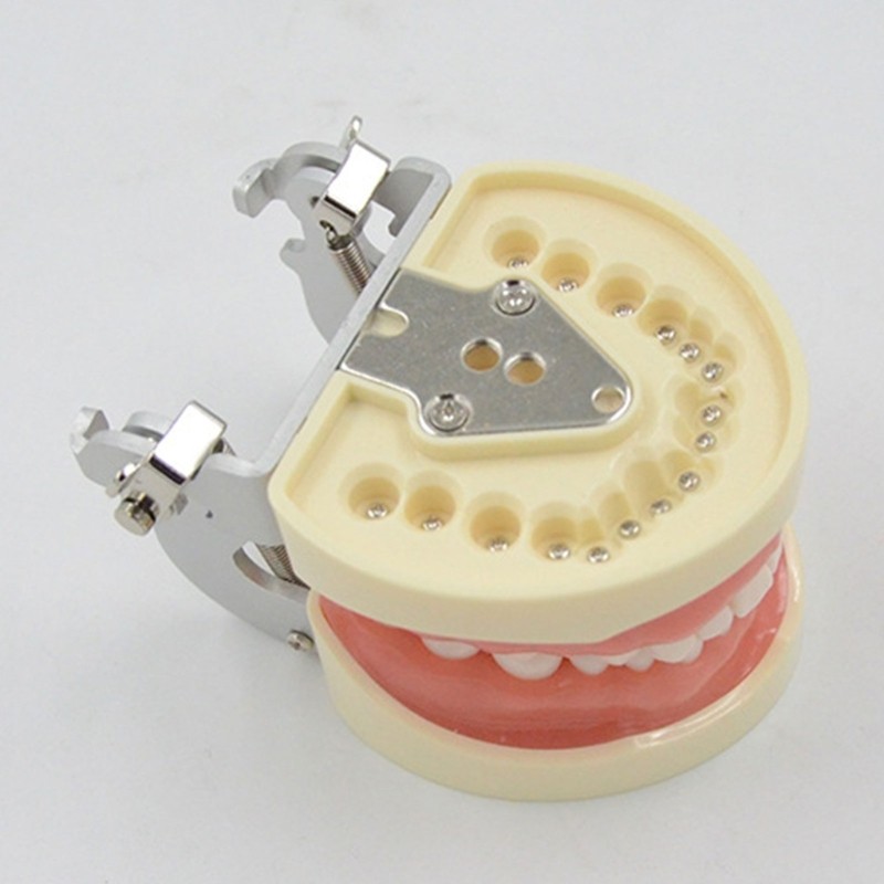Soft Gums Removable 32 Teeth Suitable for Dentistry Students Operation Practice