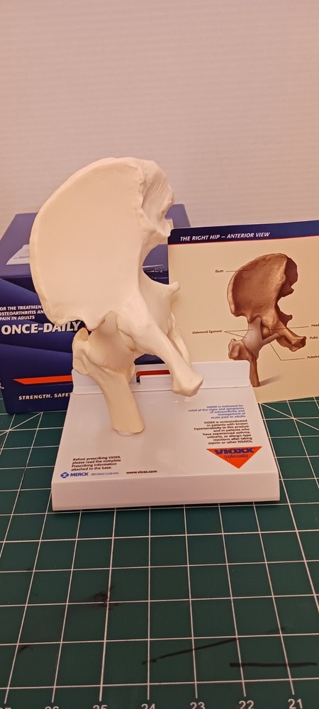 Merck Vioxx Hip Model Anatomic Hip Display Model, in original box