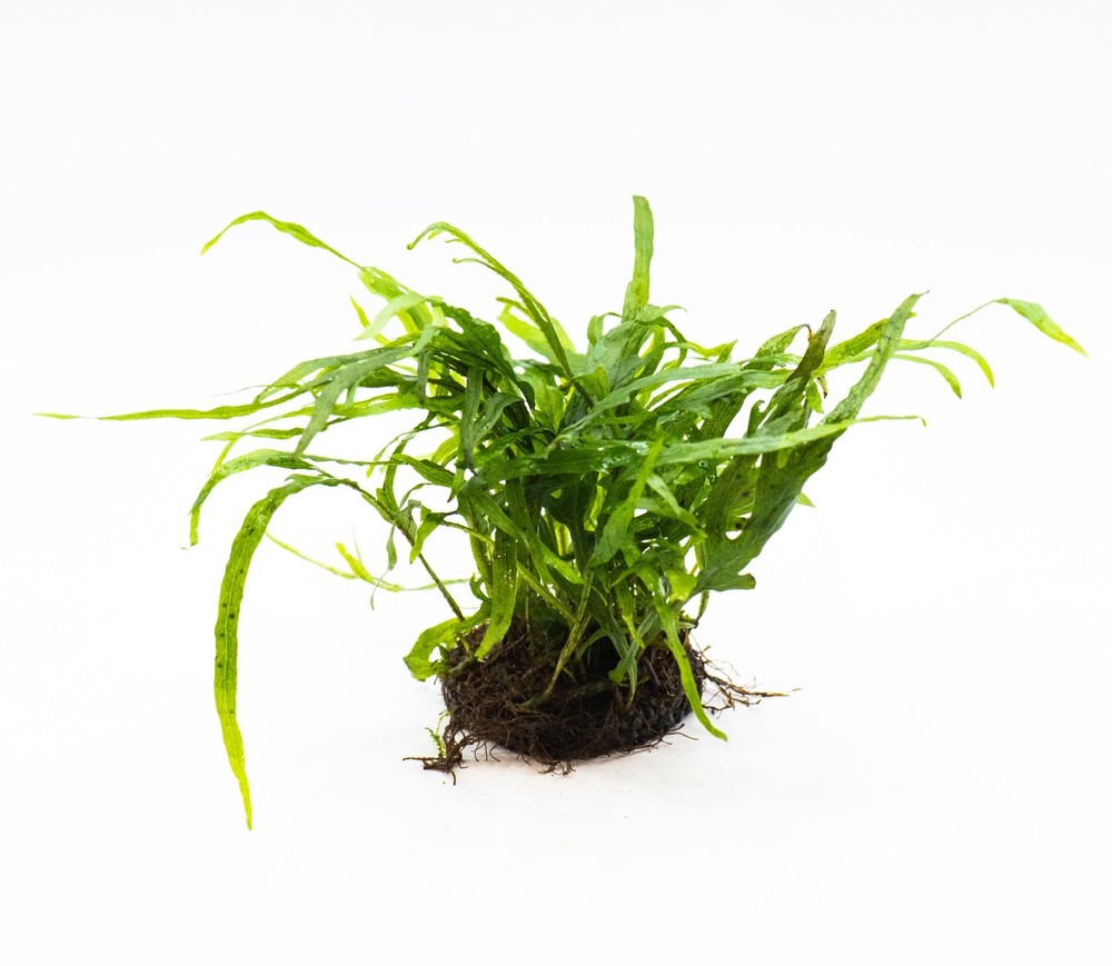 Java Fern 'Trident' – Live Aquarium Plant on Nutripad