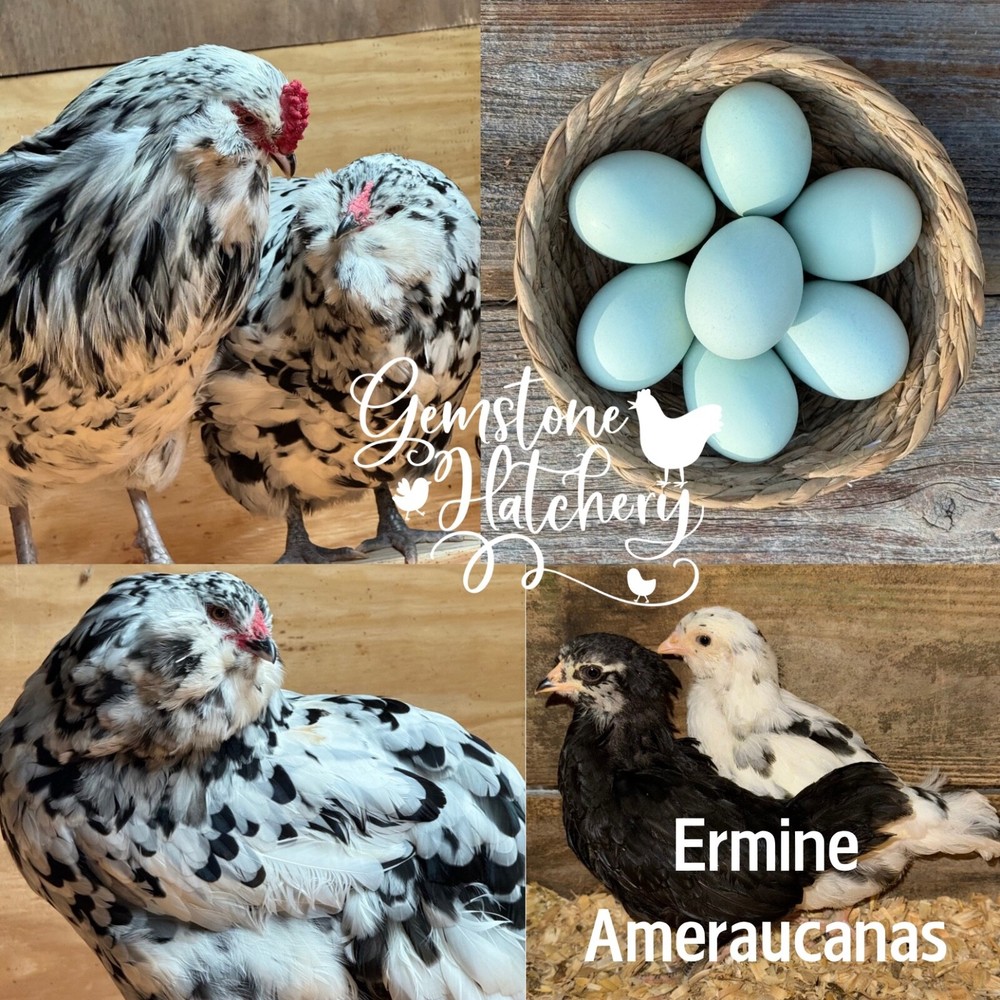 8 Ermine Ameracana Hatching Eggs beautiful blue eggs