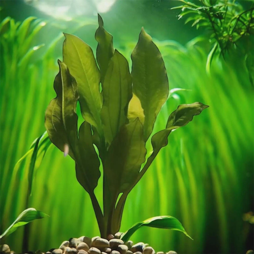 Amazon Sword & Java Fern Live Aquarium Plants | Freshwater Plants