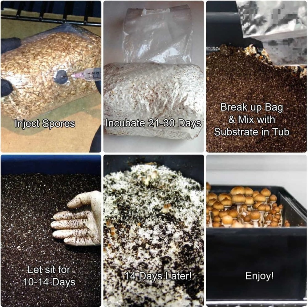Complete Refill Kit for Large 66Q Monotub, Includes Grain Spawn & Bulk Substrate