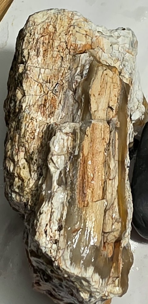 Petrified Wood Agatized