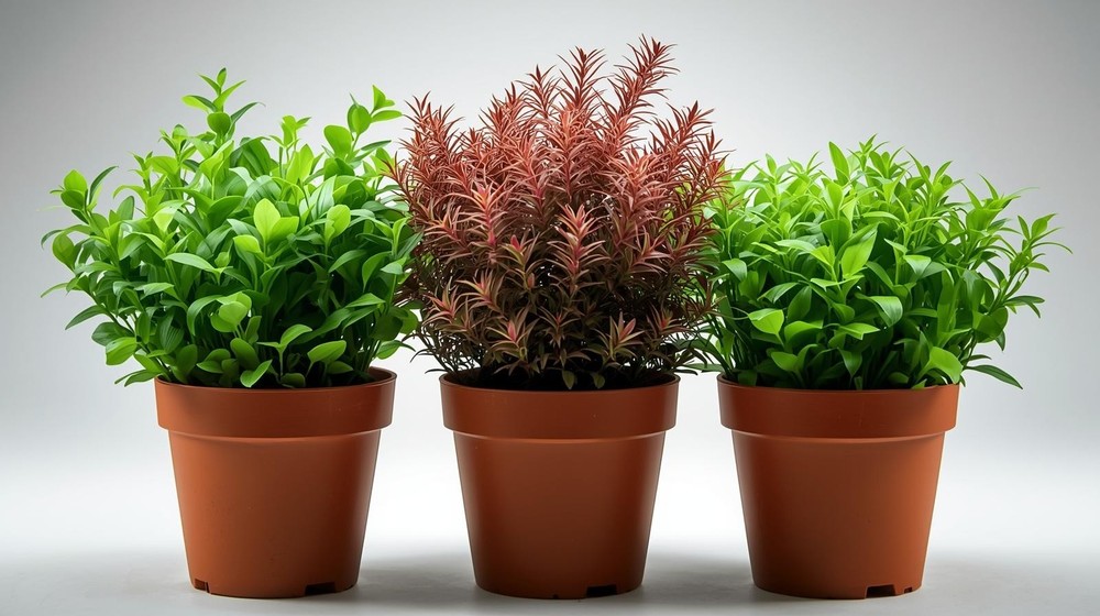 Aquarium Foreground Plant Bundle – 3 Pots