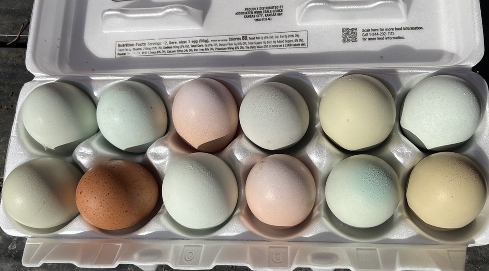 12 ++ Rainbow Easter Egger Olive Egger Ameraucana Hatching Eggs Priority Ship