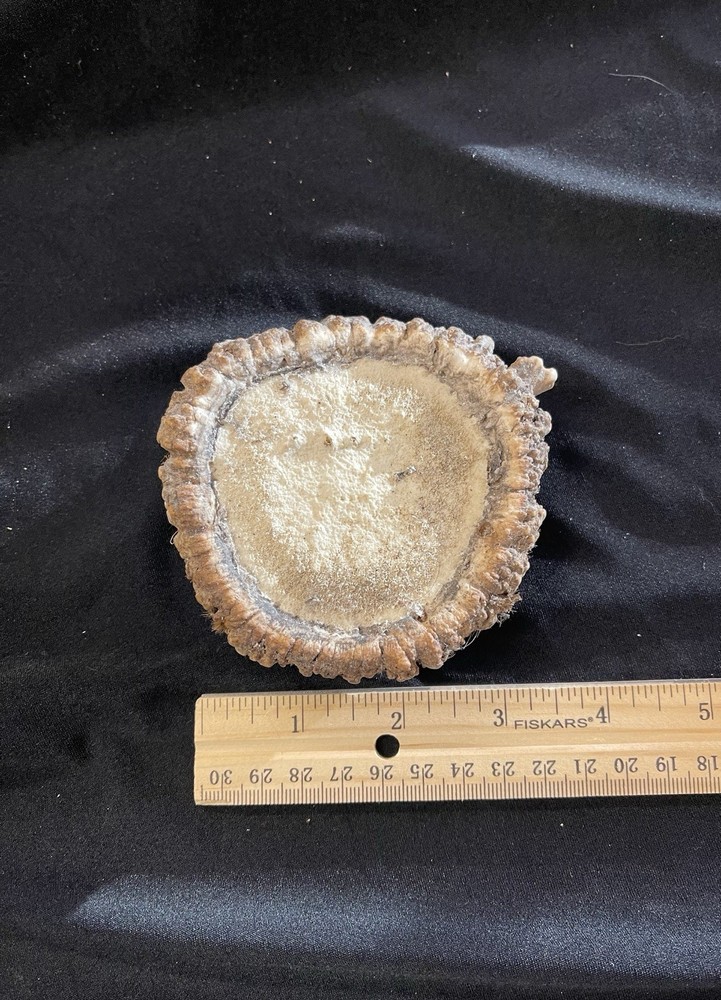 NICE LARGE ELK BURR/ROSETTE/CROWN