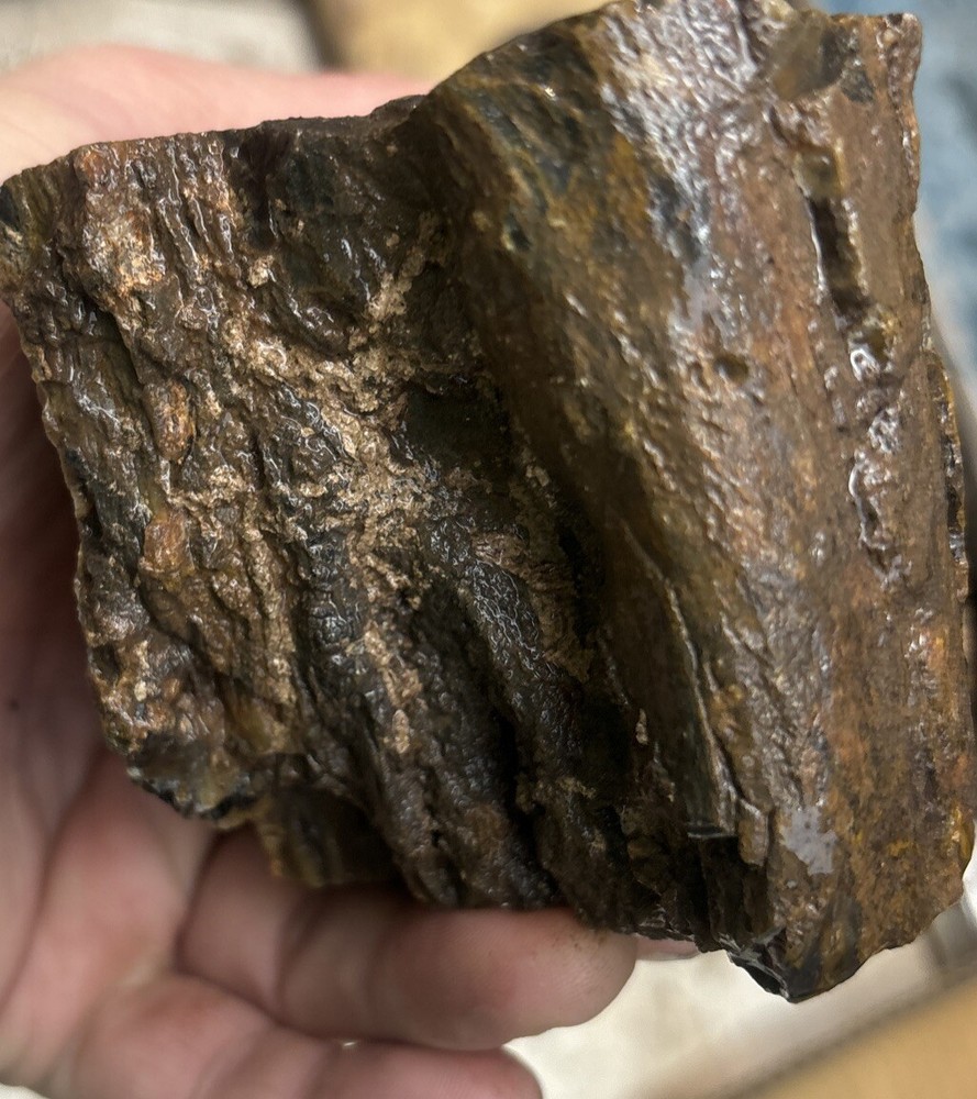 Colorful petrified wood