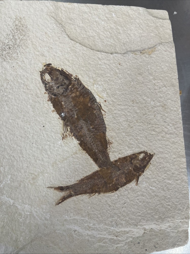 fossil plate containing two fish, most likely Knightia