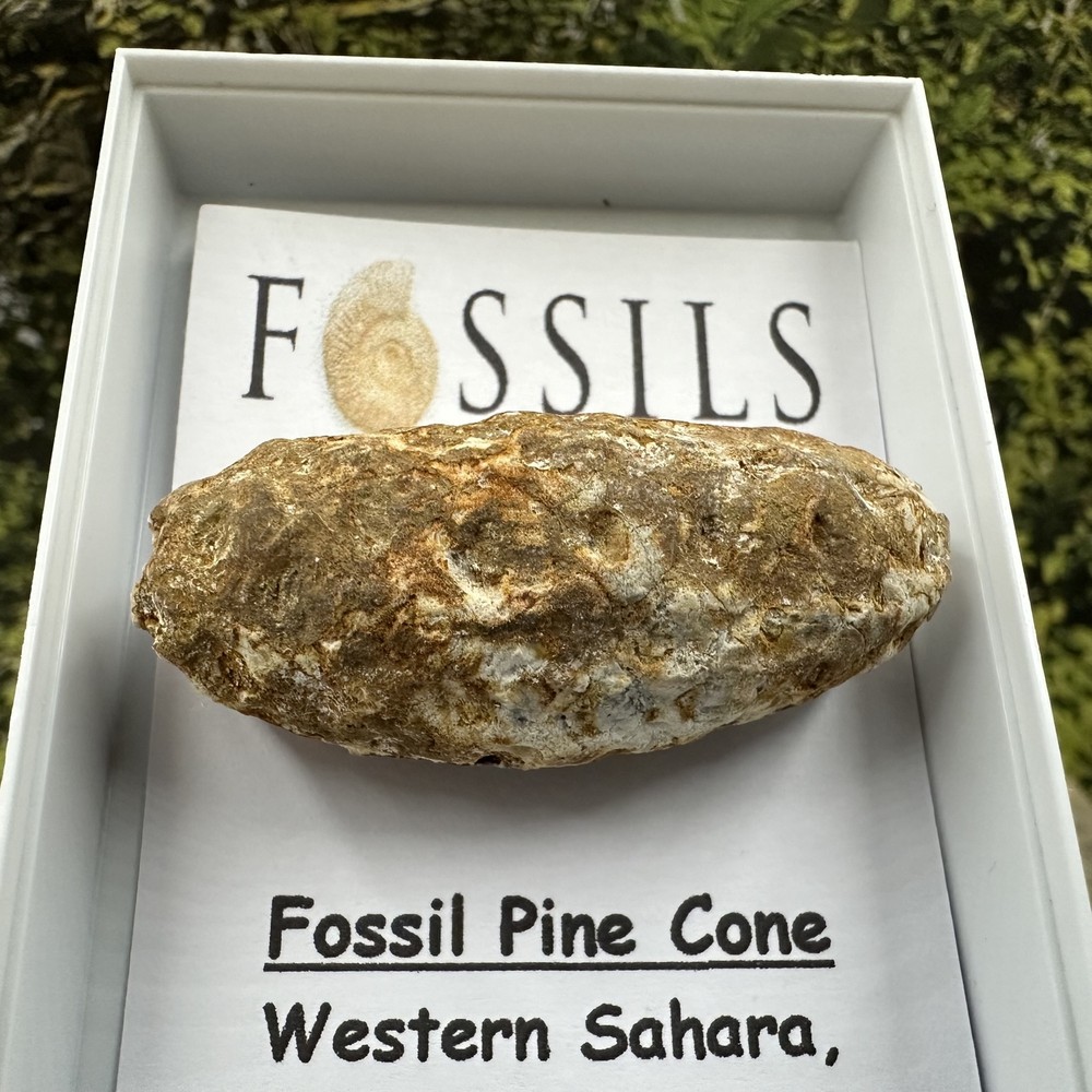 Fossil pine cone, western sahara, eocene age