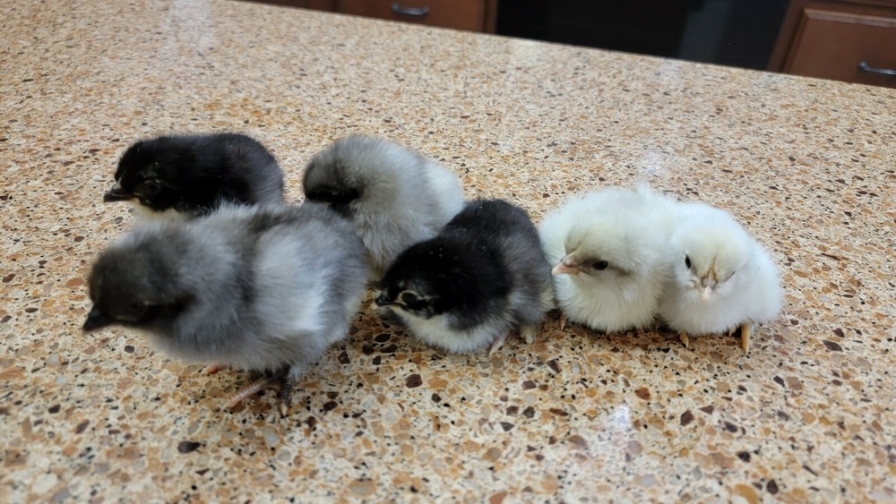 5+ Blue Black Splash (BBS) Marans Hatching Eggs | TN NPIP CERTIFIED