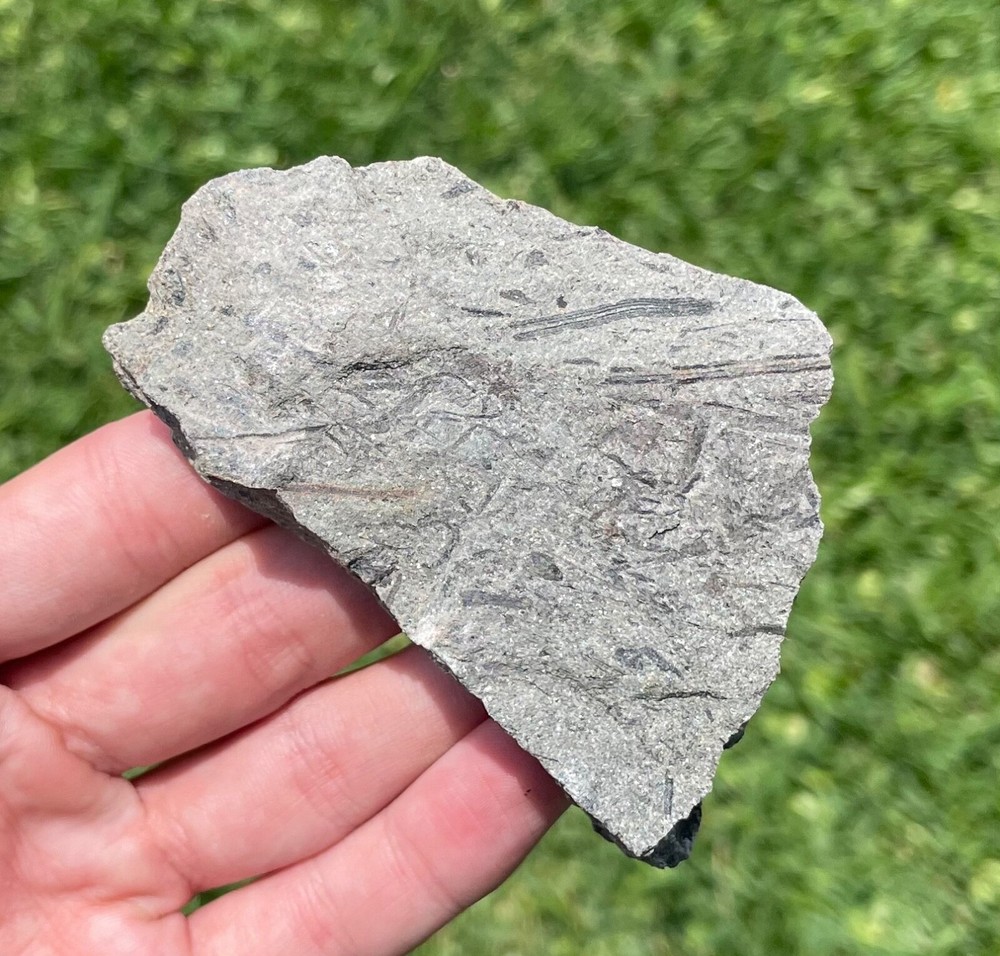 Pennsylvania Fossil Plants in Matrix Devonian Age