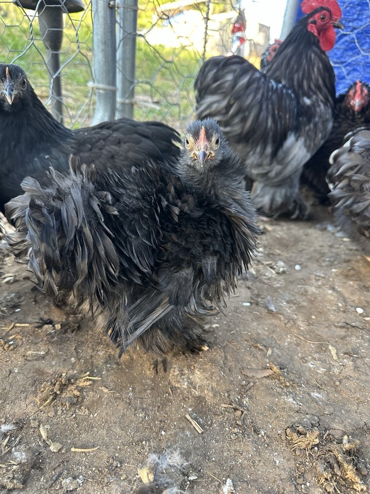 Bantam Cochin blue/black mottled Hatching Eggs