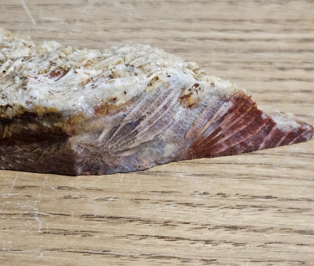 Fossized Coral Lapidary Slab 78 Grams