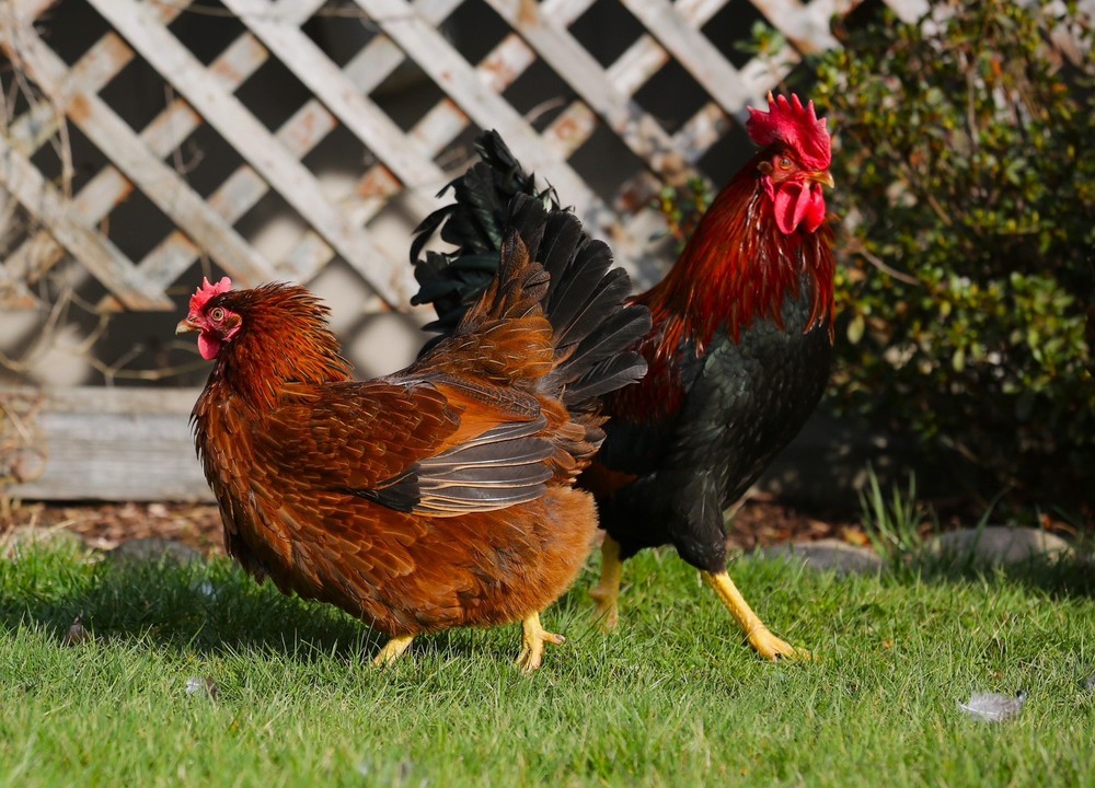 10++ NPIP Welsummer Chicken Hatching Eggs - Read Description