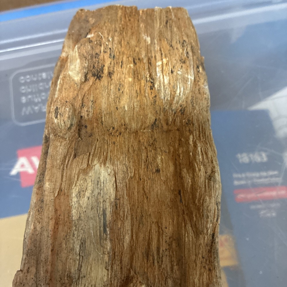 petrified wood rough