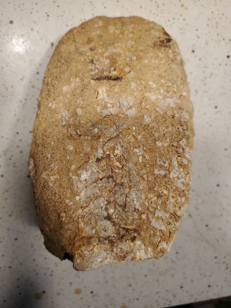 About 11 pound 14 oz Triangular Densely Packed Fossilized Shells Rock thatStands