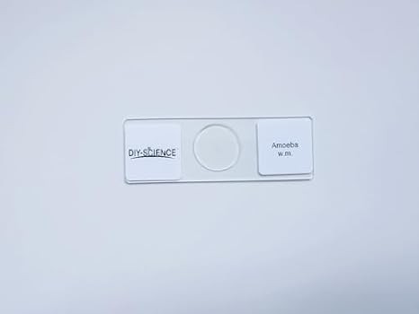 Amoeba Proteus Microscope Slide - Prepared Showing Nucleus & Cell Structures