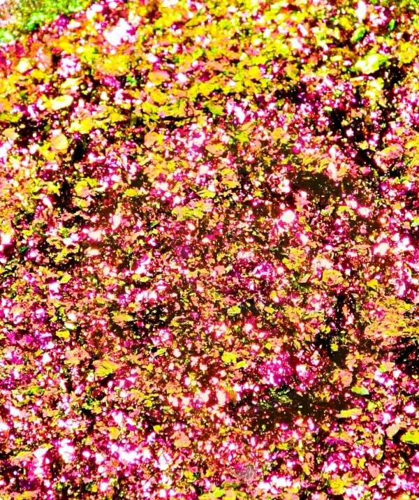 ULTRASHIFT CHAMELEON FLAKE - LIBRA