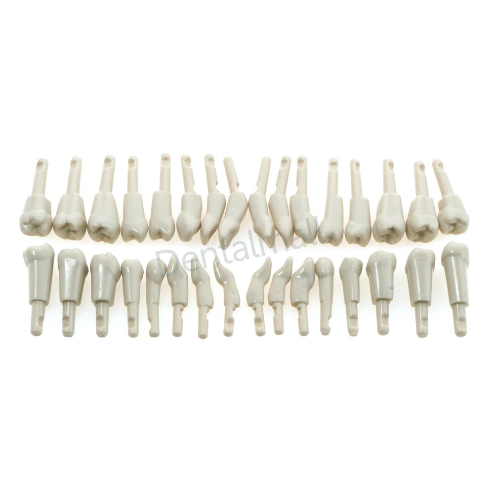Dental Tooth Model fit for KaVo Basic Model Teeth Retention Mechanism 32 Pcs