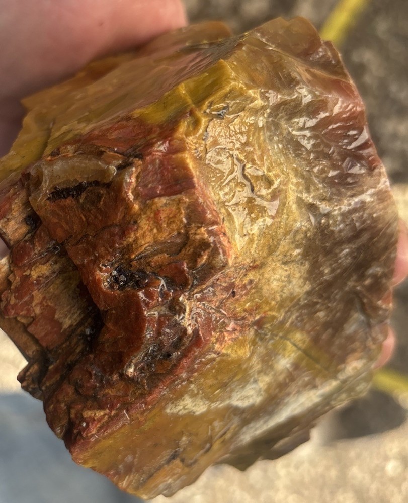 Colorful petrified wood