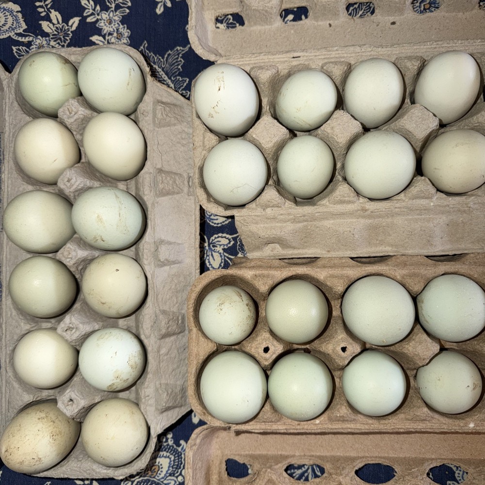 12 Purebred Ameraucana HATCHING EGGS Blue Egg Layer