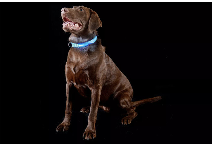 FurHaven XL Glowing LED Light Dog Collar